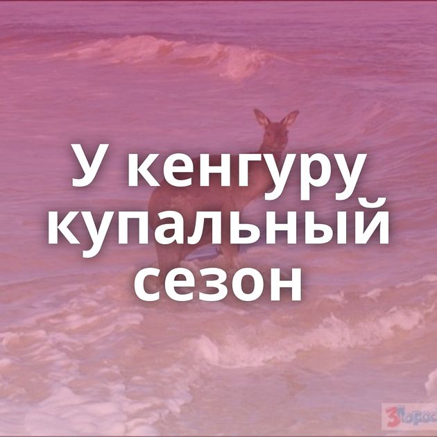 У кенгуру купальный сезон