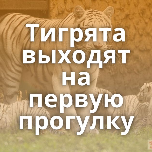 Тигрята выходят на первую прогулку