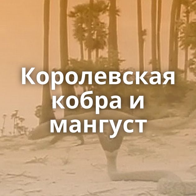 Королевская кобра и мангуст