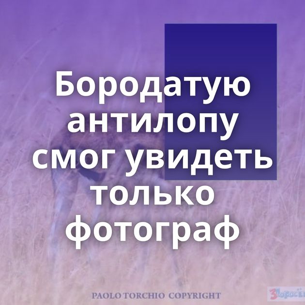 Бородатую антилопу смог увидеть только фотограф