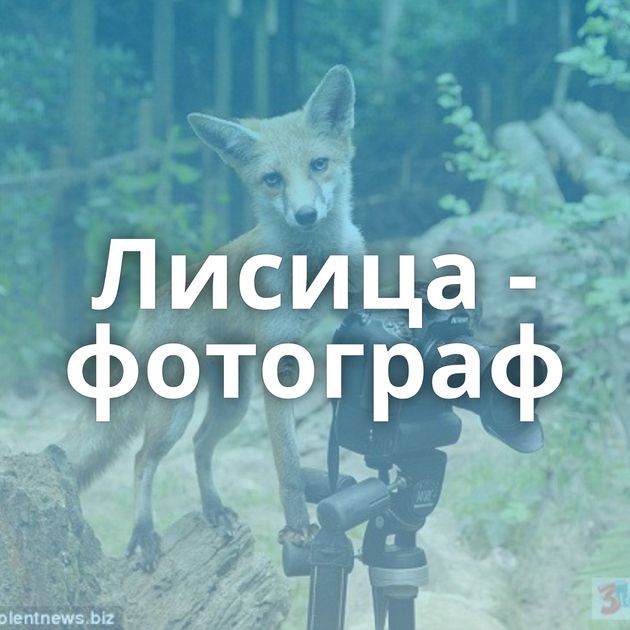 Лисица - фотограф