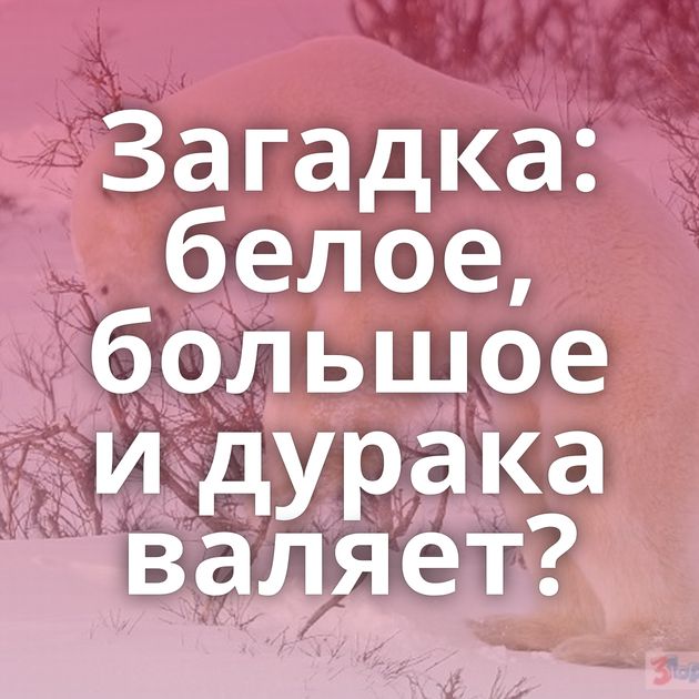 Загадка: белое, большое и дурака валяет?