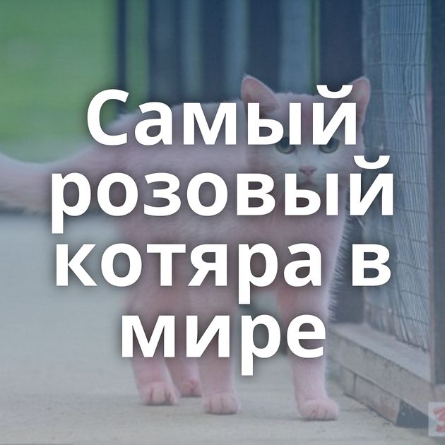 Самый розовый котяра в мире