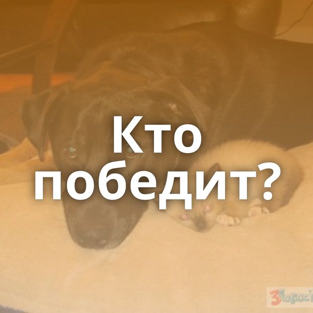 Кто победит?