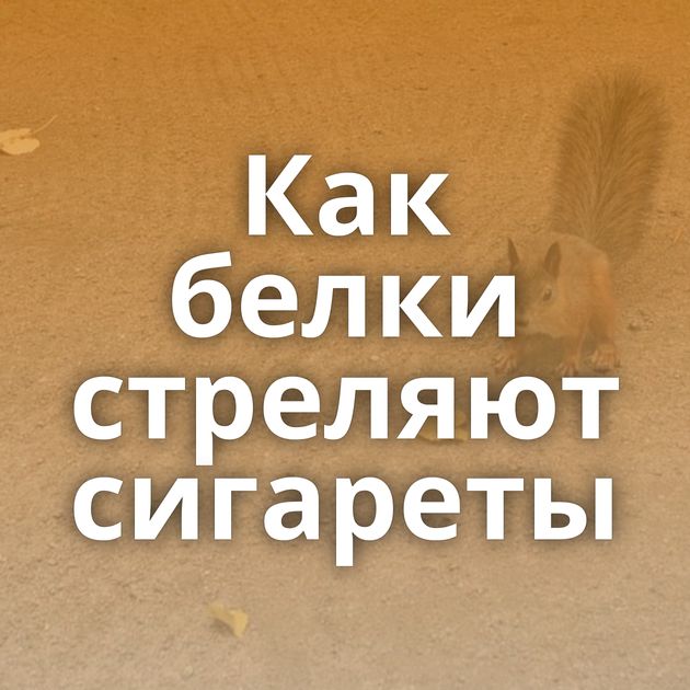 Как белки стреляют сигареты