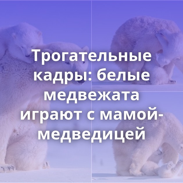 Трогательные кадры: белые медвежата играют с мамой-медведицей