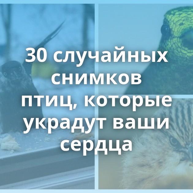 30 случайных снимков птиц, которые украдут ваши сердца