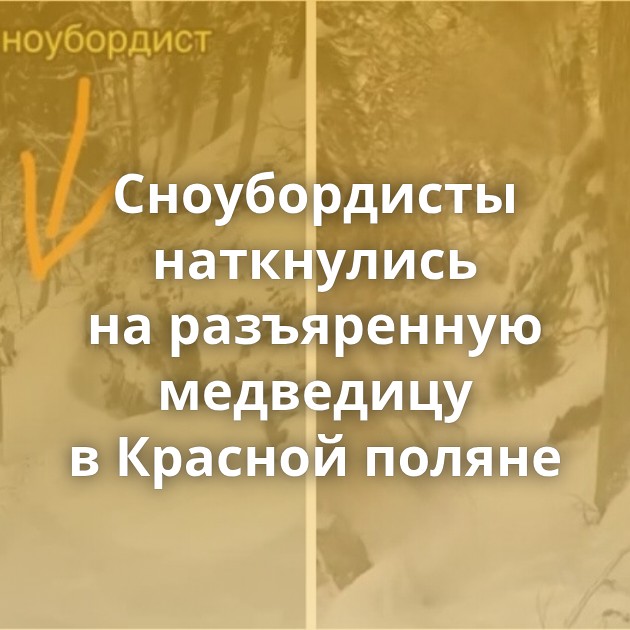 Сноубордисты наткнулись на разъяренную медведицу в Красной поляне