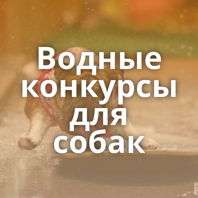 Водные конкурсы для собак