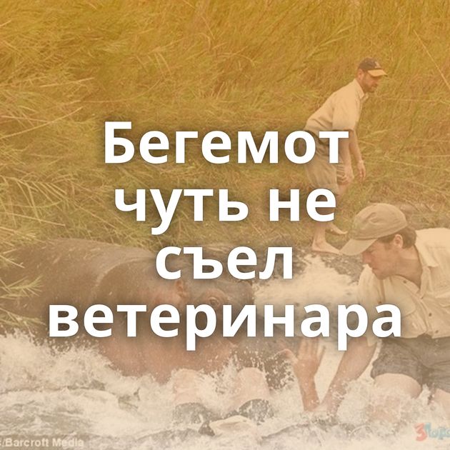 Бегемот чуть не съел ветеринара