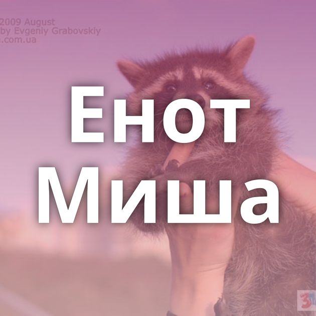 Енот Миша
