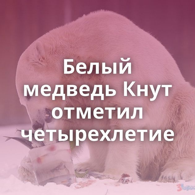 Белый медведь Кнут отметил четырехлетие