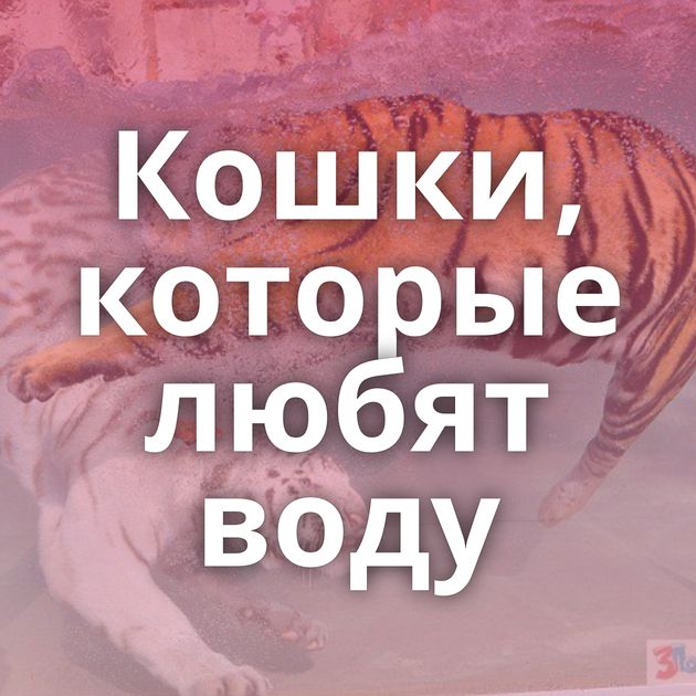 Кошки, которые любят воду