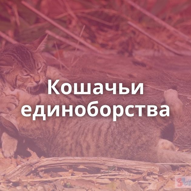 Кошачьи единоборства