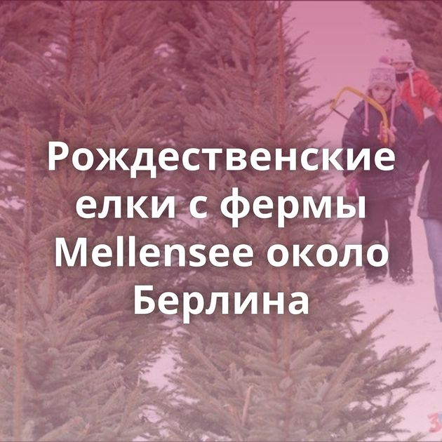 Рождественские елки с фермы Mellensee около Берлина