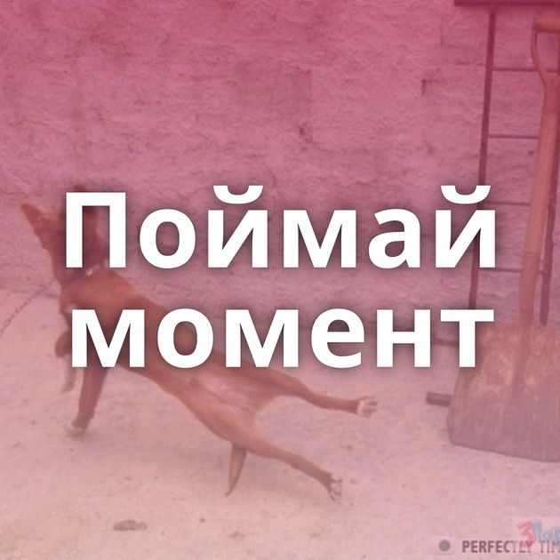 Поймай момент