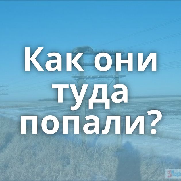 Как они туда попали?