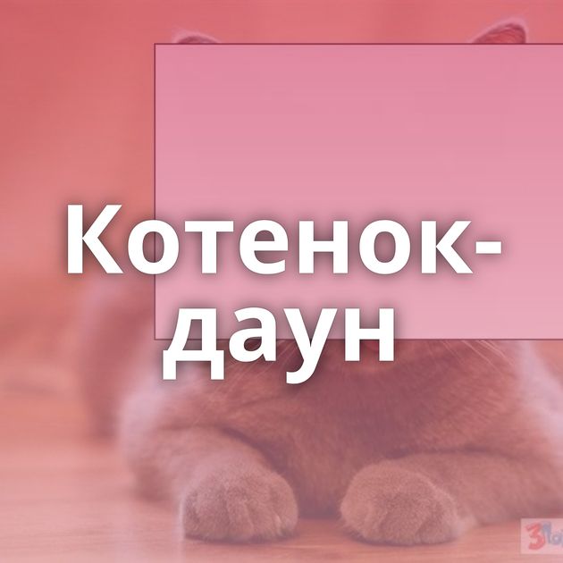 Котенок-даун