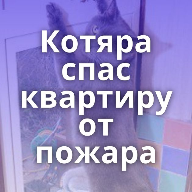 Котяра спас квартиру от пожара