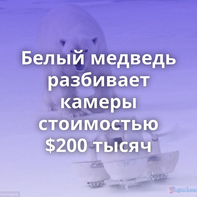 Белый медведь разбивает камеры стоимостью $200 тысяч