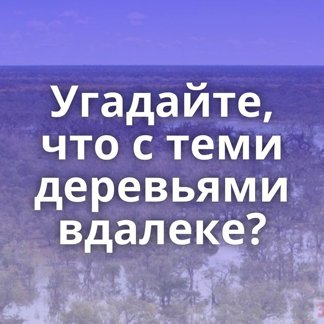 Угадайте, что с теми деревьями вдалеке?