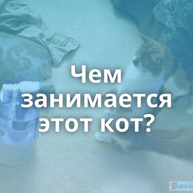 Чем занимается этот кот?