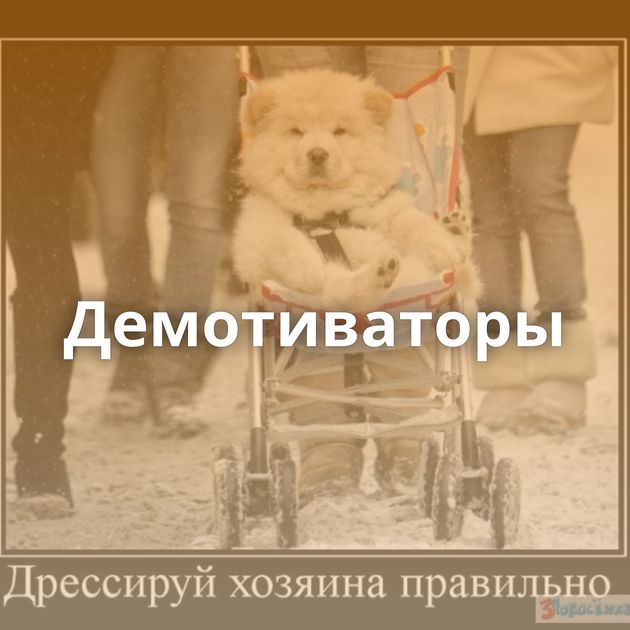 Демотиваторы