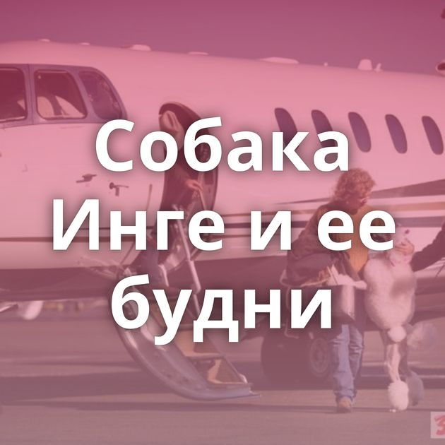 Собака Инге и ее будни