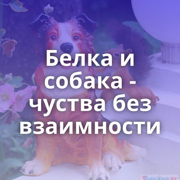 Белка и собака - чуства без взаимности