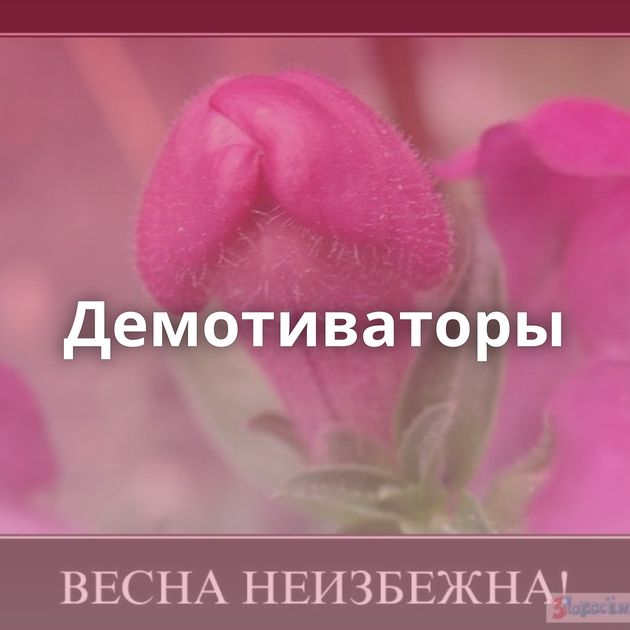Демотиваторы