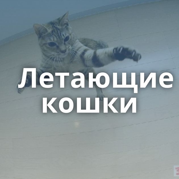 Летающие кошки