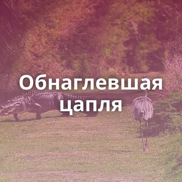 Обнаглевшая цапля