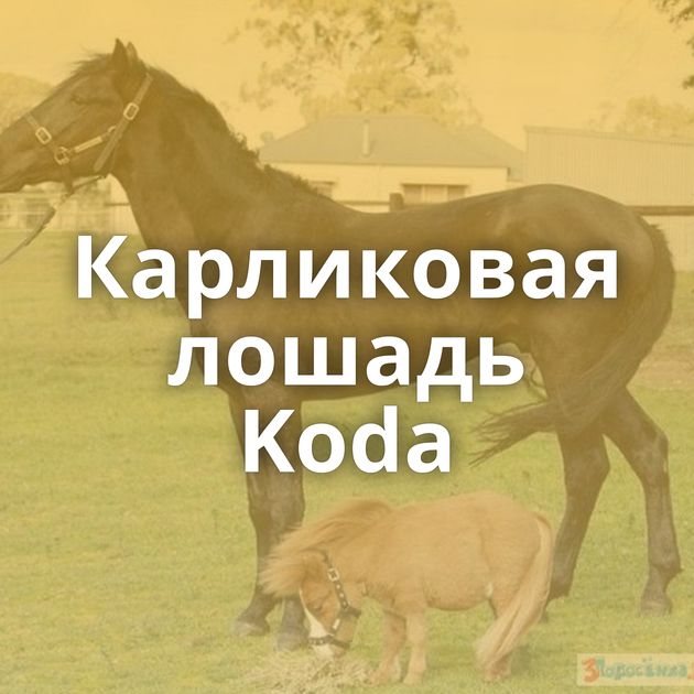 Карликовая лошадь Koda