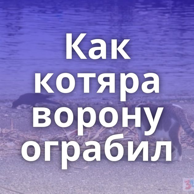 Как котяра ворону ограбил