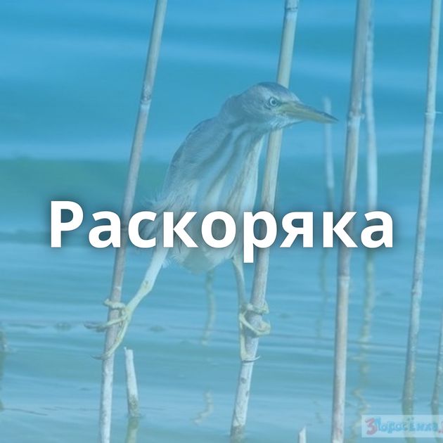 Раскоряка