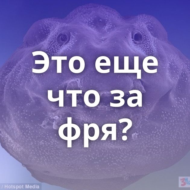 Это еще что за фря?