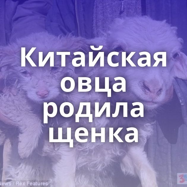 Китайская овца родила щенка