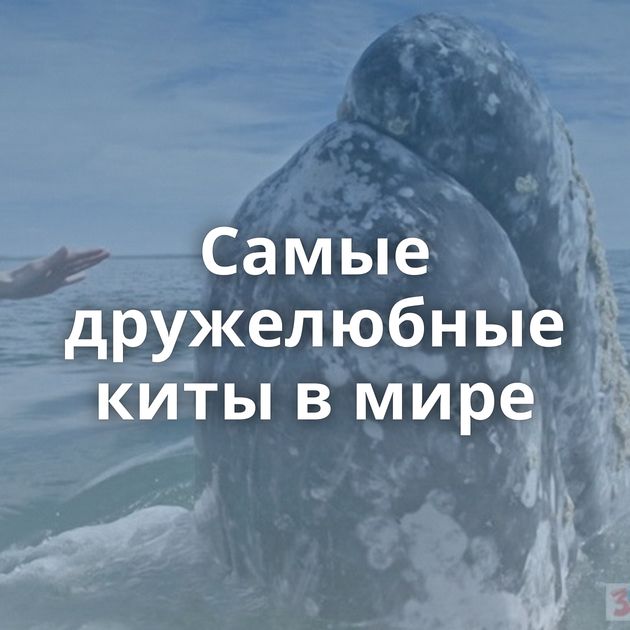 Самые дружелюбные киты в мире