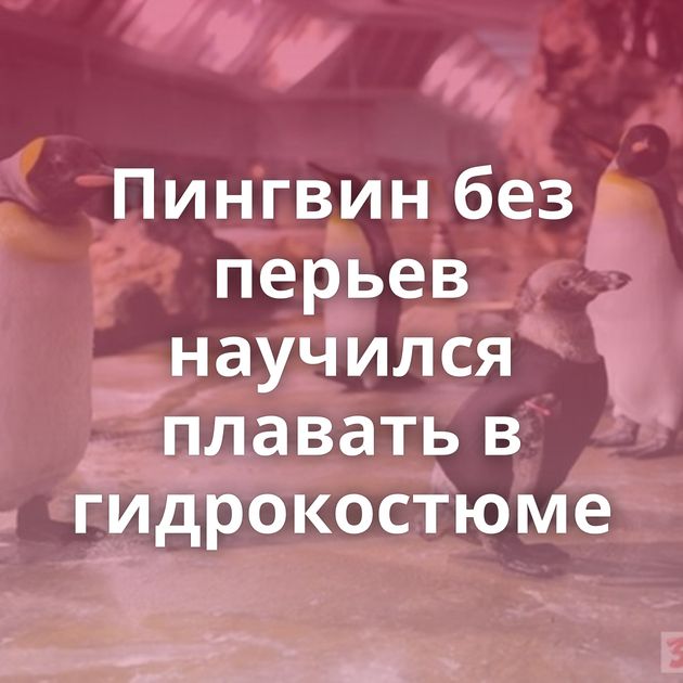 Пингвин без перьев научился плавать в гидрокостюме