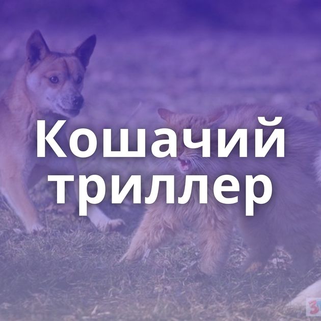 Кошачий триллер