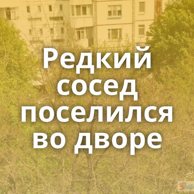 Редкий сосед поселился во дворе