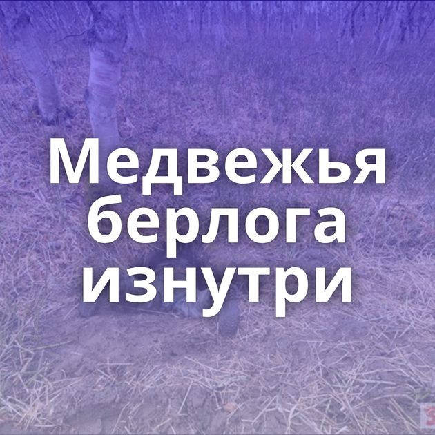 Медвежья берлога изнутри