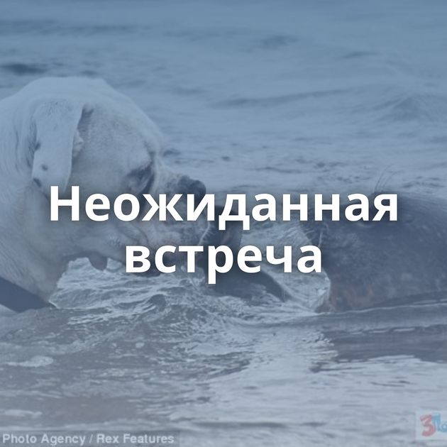 Неожиданная встреча