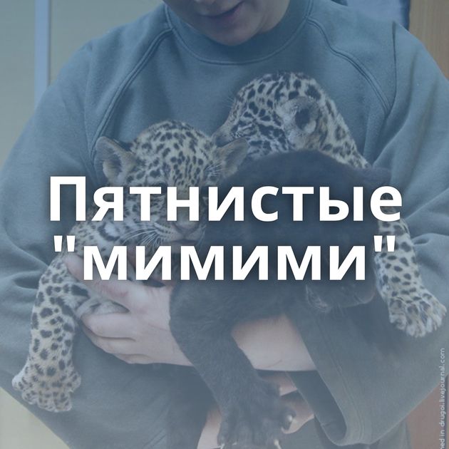 Пятнистые 