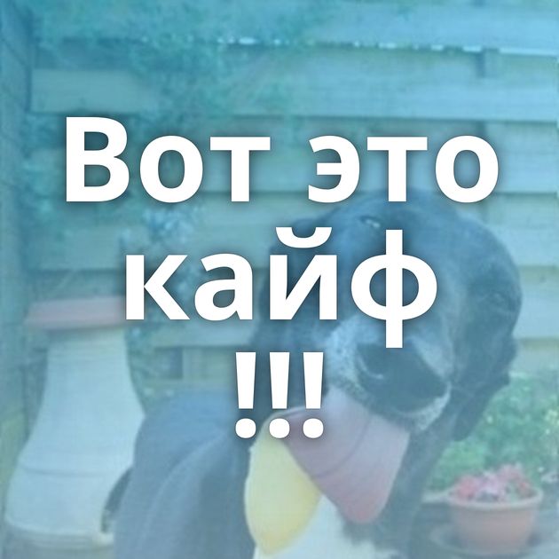 Вот это кайф !!!