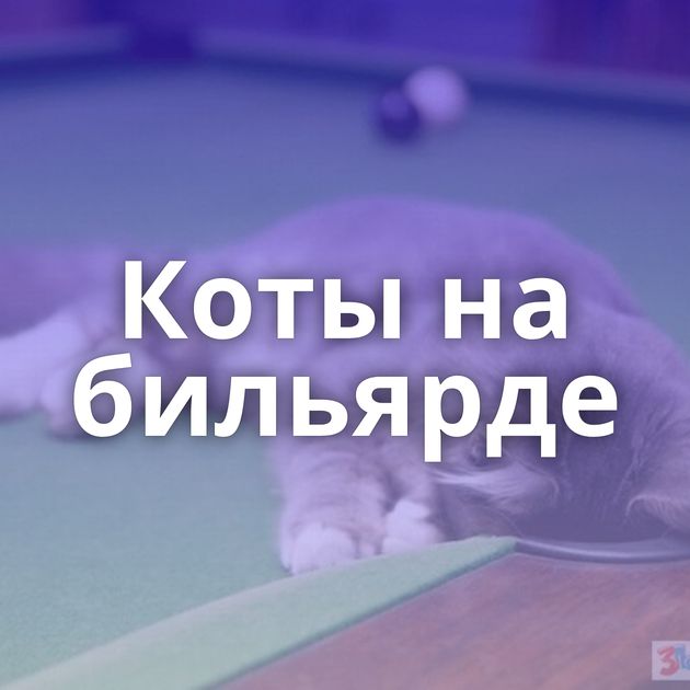 Коты на бильярде