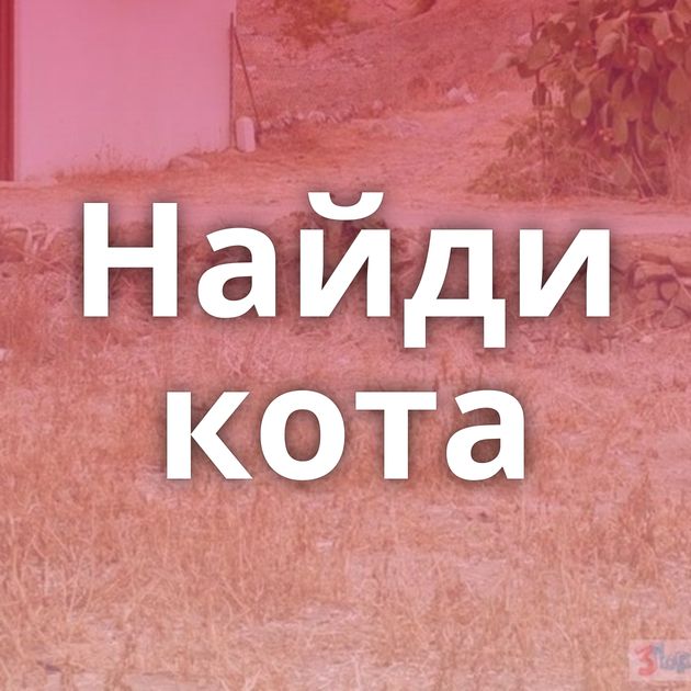 Найди кота