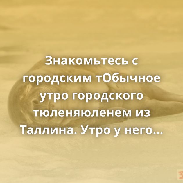 Знакомьтесь с городским тОбычное утро городского тюленяюленем из Таллина. Утро у него протекает, как