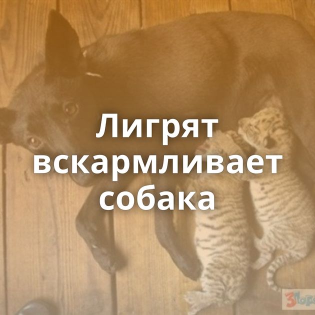 Лигрят вскармливает собака