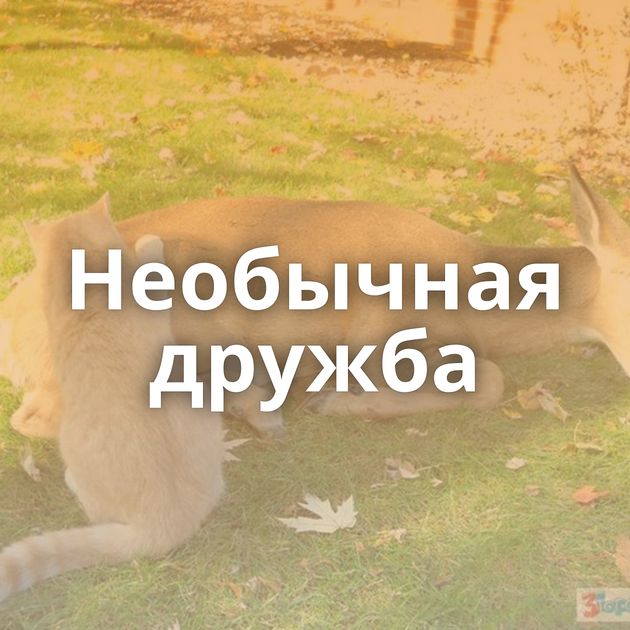Необычная дружба